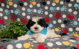 Cavapoo dogs for sale: Edmond Hypoallergenic - Image 10