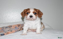 Cavalier King Charles Spaniel dogs for sale: Koda - Image 5