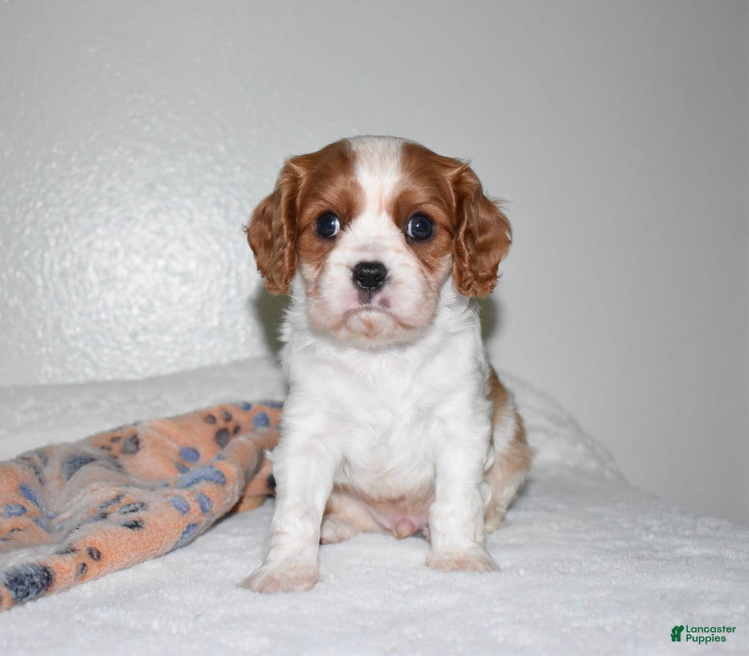 Cavalier King Charles Spaniel dogs for sale: Koda - Image 5