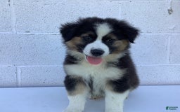 Australian Shepherd dogs for sale: Benji - Image 7