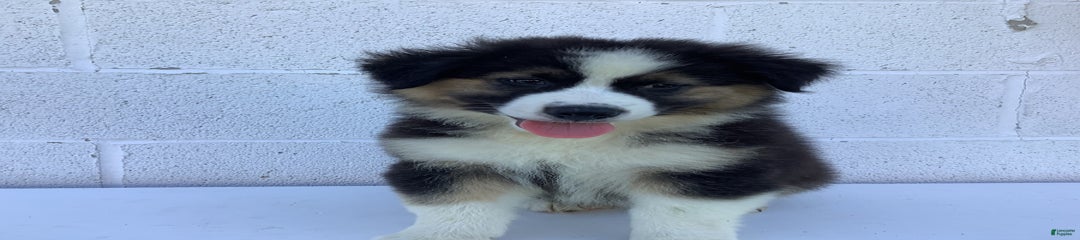 Benji