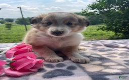 Shetland Sheepdog dogs for sale: Travis - Image 2