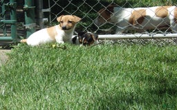 Jack Russell Terrier dogs for sale: Foster - Image 8