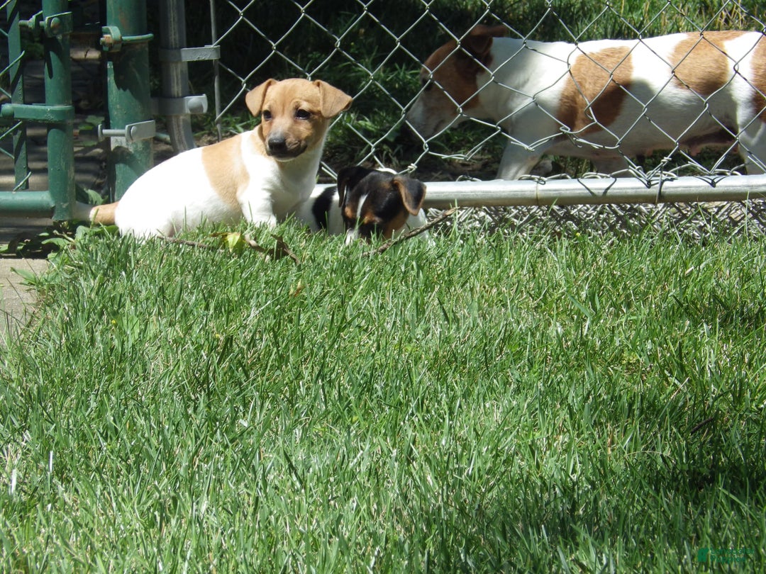 Jack Russell Terrier dogs for sale: Foster - Image 8