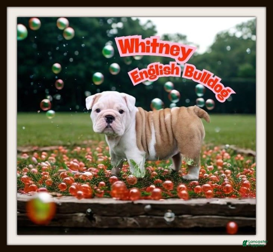 English Bulldog dogs for sale: Whitney - Image 13