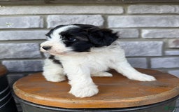 Teddy Bear dogs for sale: Teddy Bear 3 puppies - Image 6