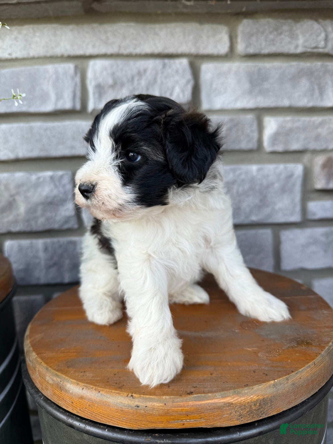 Teddy Bear dogs for sale: Teddy Bear 3 puppies - Image 6
