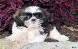 Shih Tzu dogs for sale: Debbie - Image 8