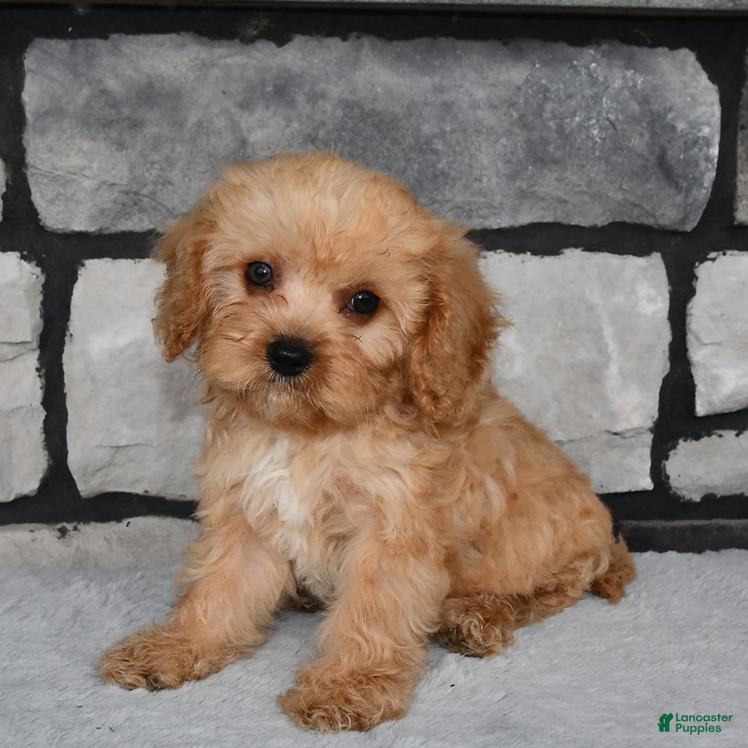 Cavapoo dogs for sale: Bowser - Image 5