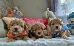 Maltipoo dogs for sale: Sasha - Image 2