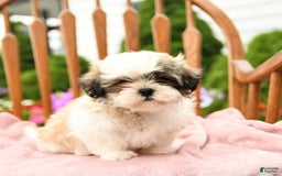 Shih Tzu dogs for sale: Benji - Image 1