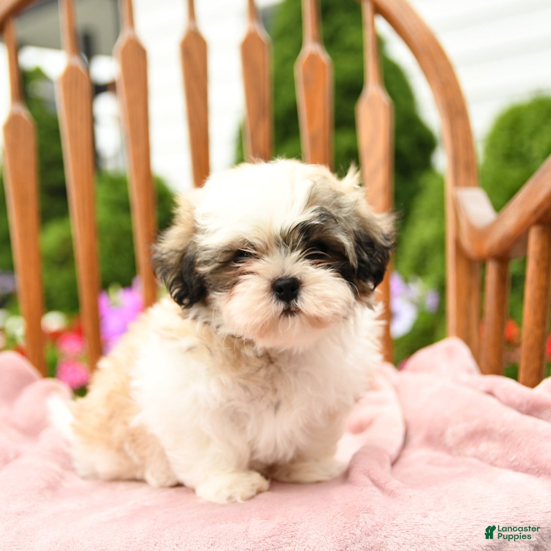 Shih Tzu dogs for sale: Benji - Image 1