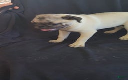 Pug dogs for sale: Clyde - Image 4