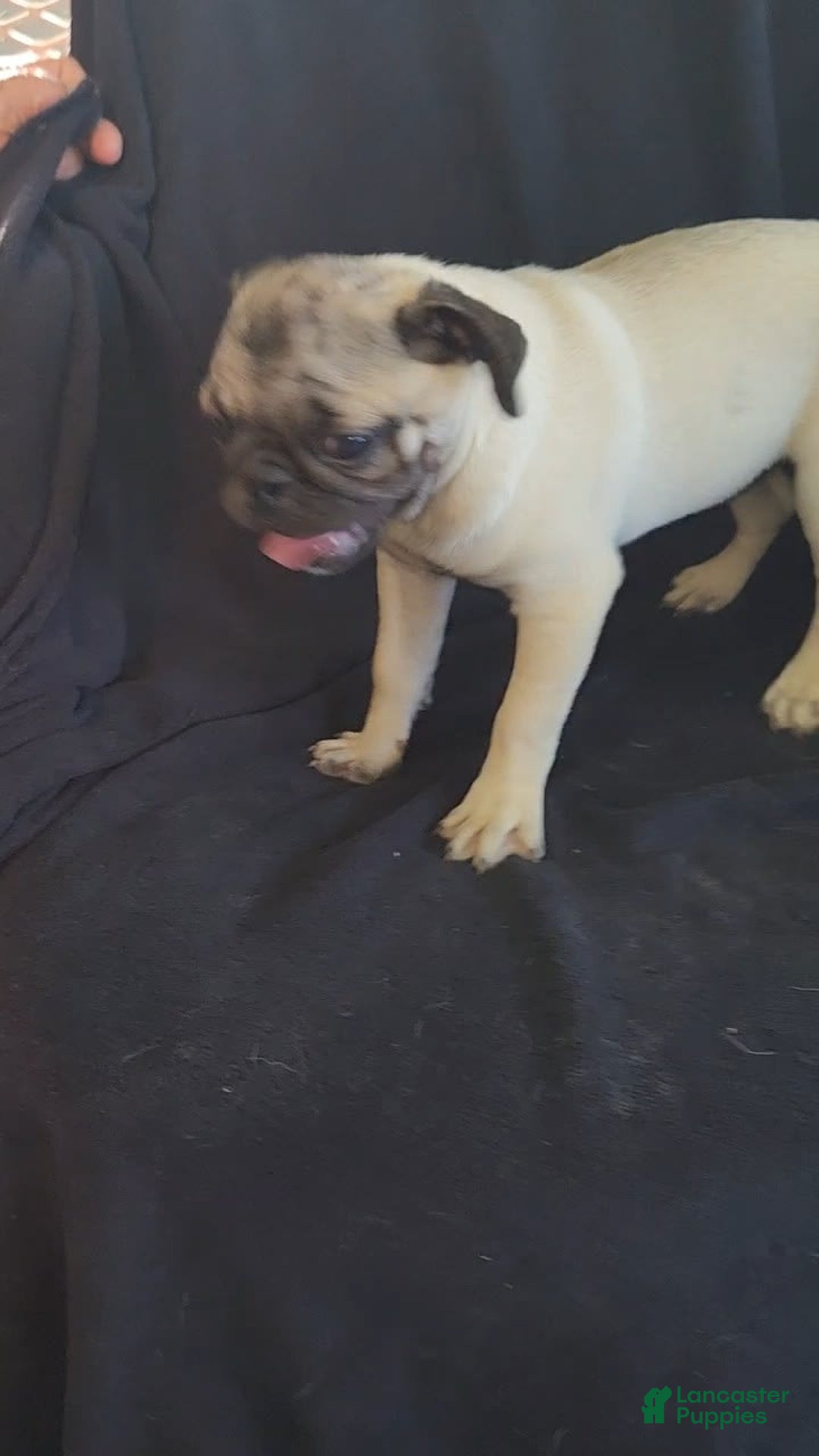 Pug dogs for sale: Clyde - Image 4