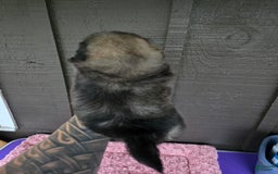 Pekingese dogs for sale: Myers - Image 4