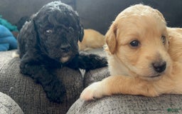 Aussiedoodle dogs for sale: Max - Image 4