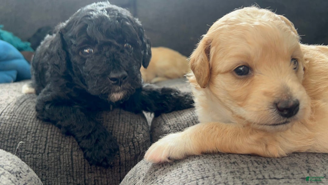 Aussiedoodle dogs for sale: Max - Image 4