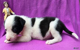 Border Collie dogs for sale: Justi - Image 14
