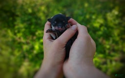 Morkie dogs for sale: Cream Point Ladybug - Image 16