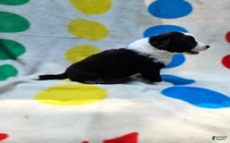 Border Collie dogs for sale: Bear - Image 21