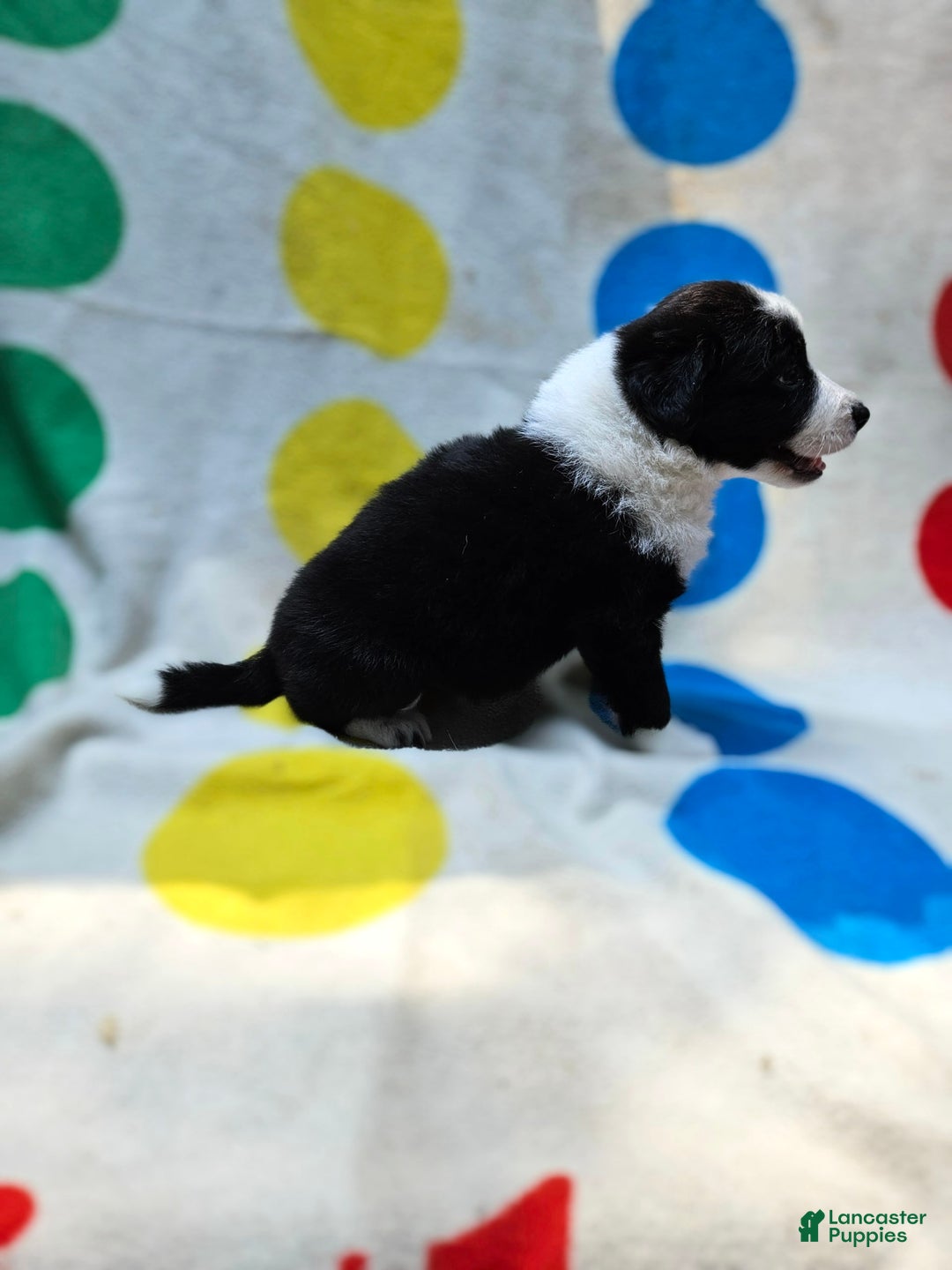 Border Collie dogs for sale: Bear - Image 21