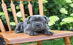 Cane Corso dogs for sale: Sterling - Image 3