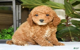Mini Goldendoodle dogs for sale: Vance - Image 3
