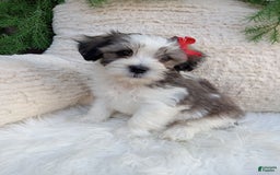 Teddy Bear dogs for sale: Leo - Image 1