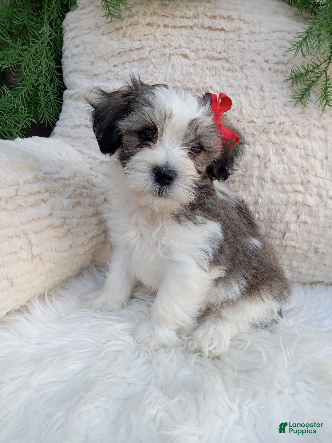 Teddy Bear dogs for sale: Leo - Image 1