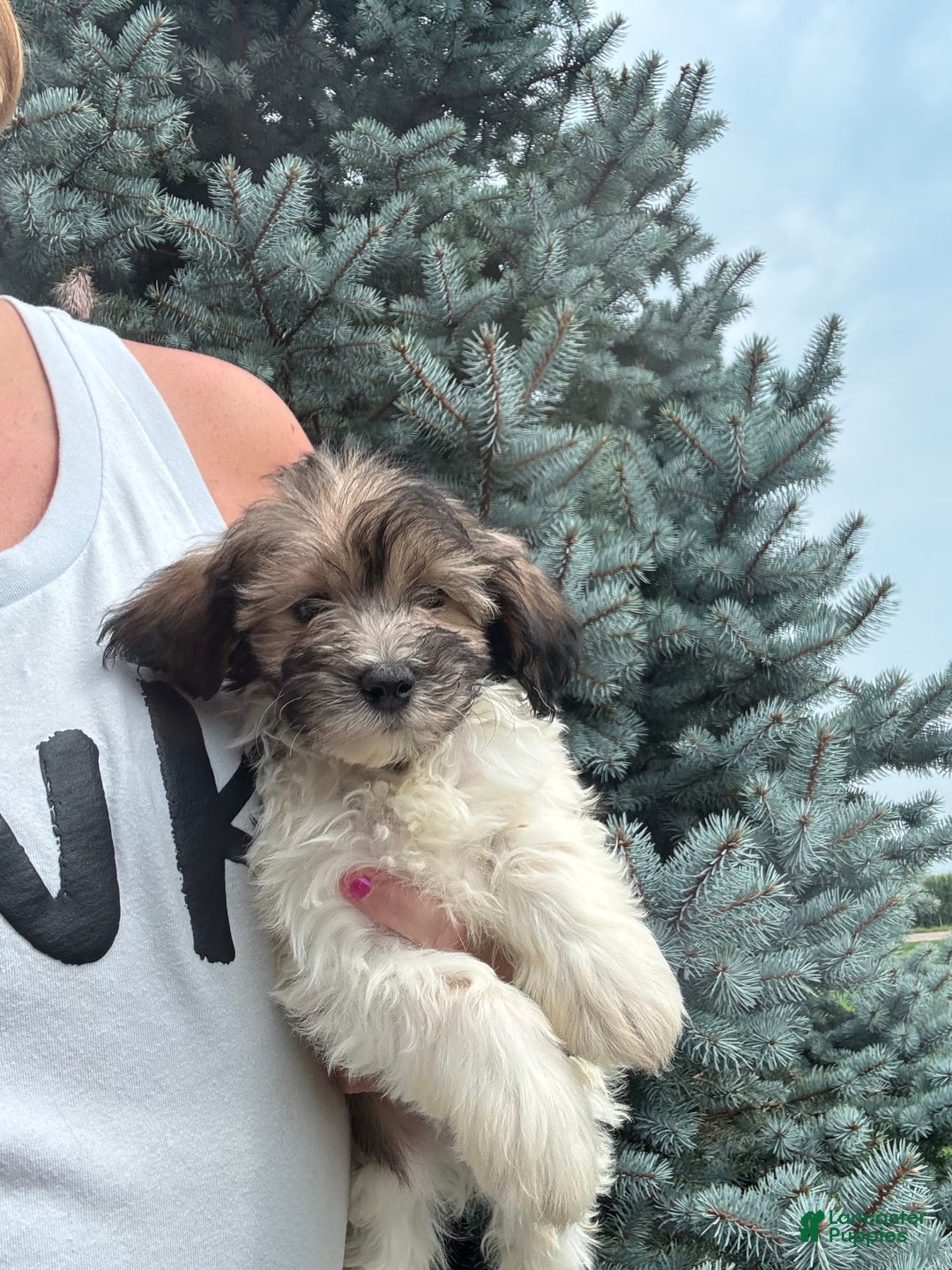 Havanese dogs for sale: Phoneix - Image 4