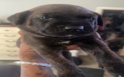 Cane Corso dogs for sale: Green - Image 3