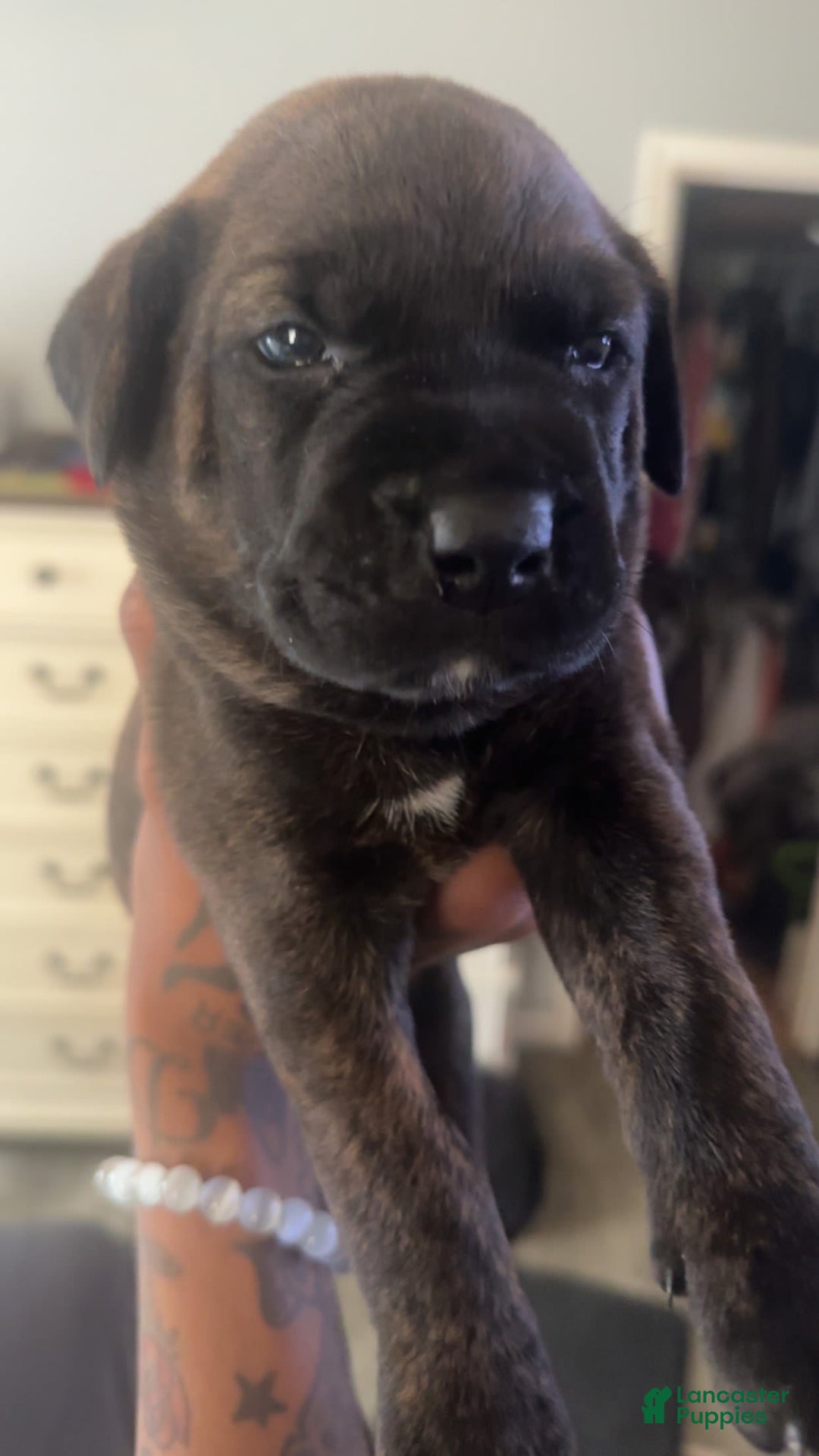 Cane Corso dogs for sale: Green - Image 3