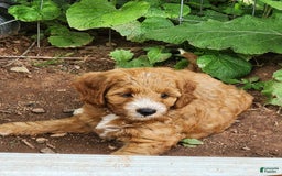 Irish Doodle dogs for sale: Celeste-mini Irish Doodle - Image 2