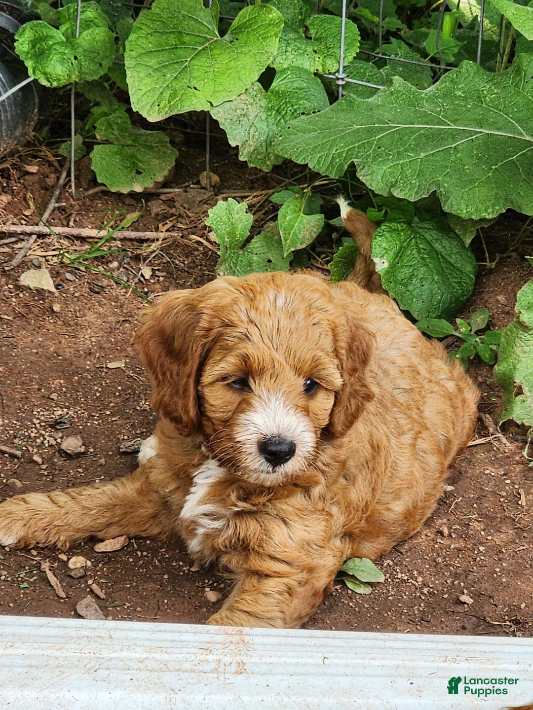 Irish Doodle dogs for sale: Celeste-mini Irish Doodle - Image 2
