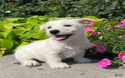 West Highland Terrier dogs for sale: Wendy - Image 4