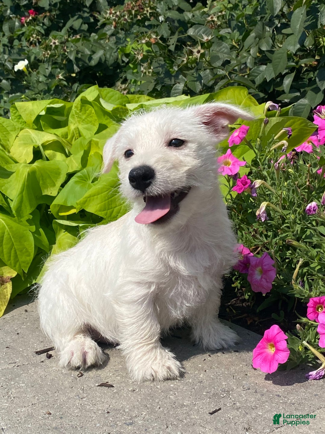 West Highland Terrier dogs for sale: Wendy - Image 4
