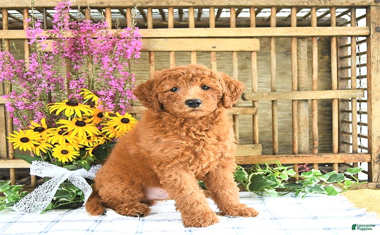 Mini Goldendoodle dogs for sale - Ad 5