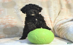 Miniature Poodle dogs for sale: Buster - Image 2