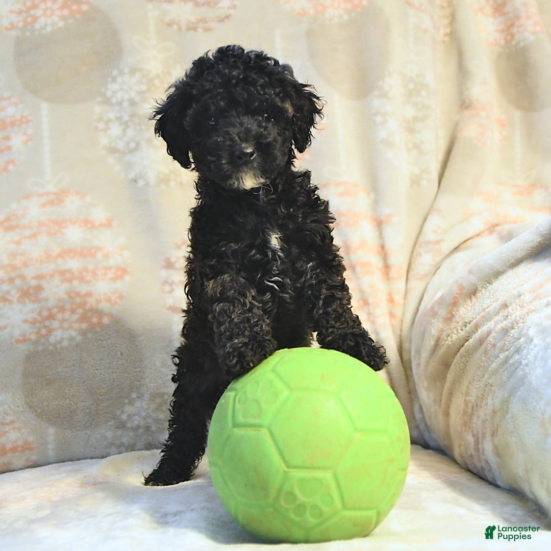 Miniature Poodle dogs for sale: Buster - Image 2