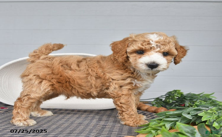 Toy Poodle dogs for sale - Ad 4