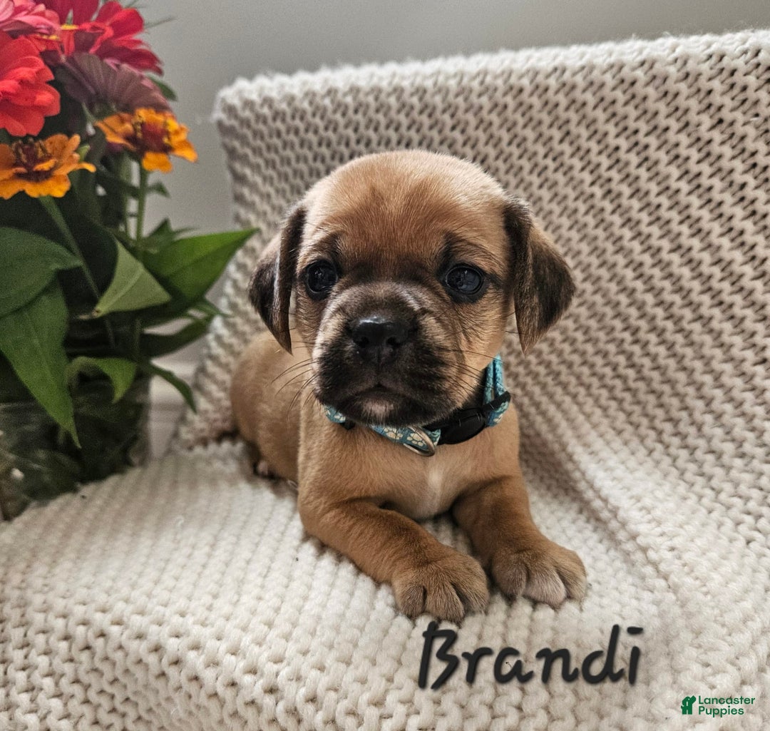 Puggle dogs for sale: Brandi - Image 4
