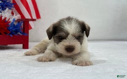 Miniature Schnauzer dogs for sale: Paisley Male 2 - Image 9