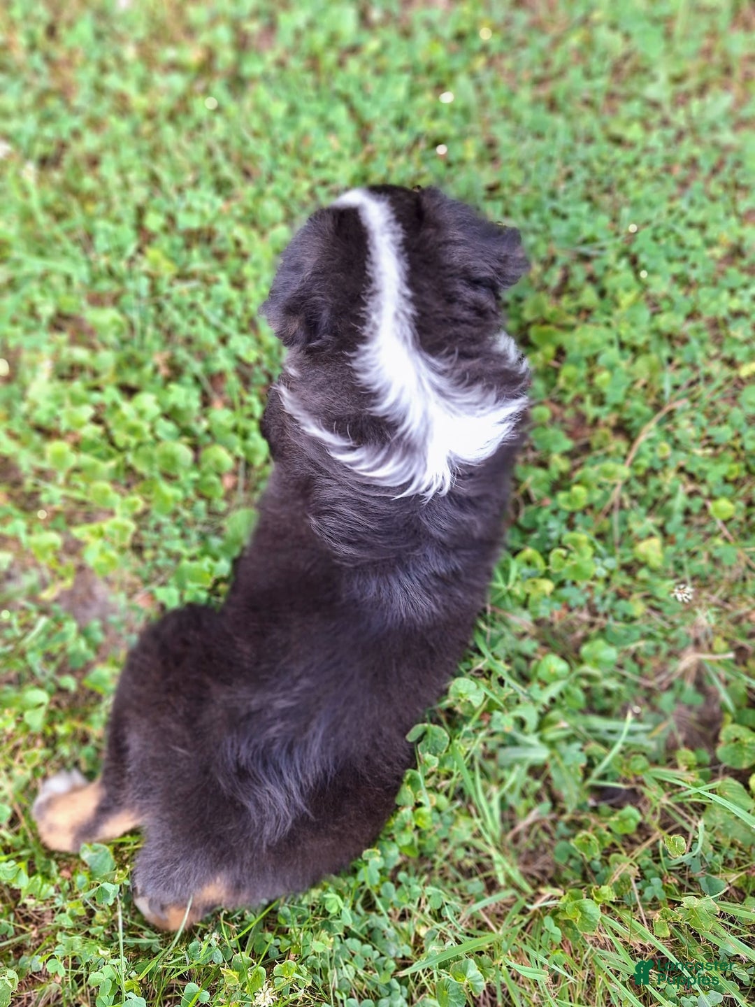 Australian Shepherd dogs for sale: Hardison - Image 11