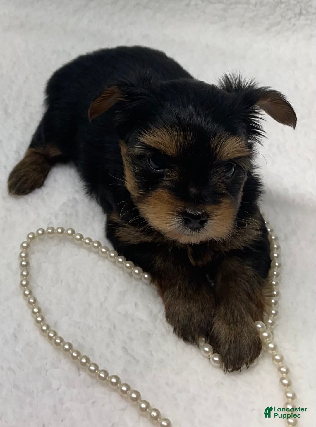 Yorkshire Terrier dogs for sale: Jolene - Image 1