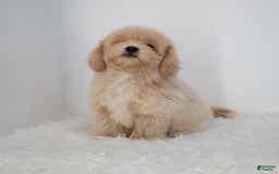 Maltipoo dogs for sale: Agustin - Image 13