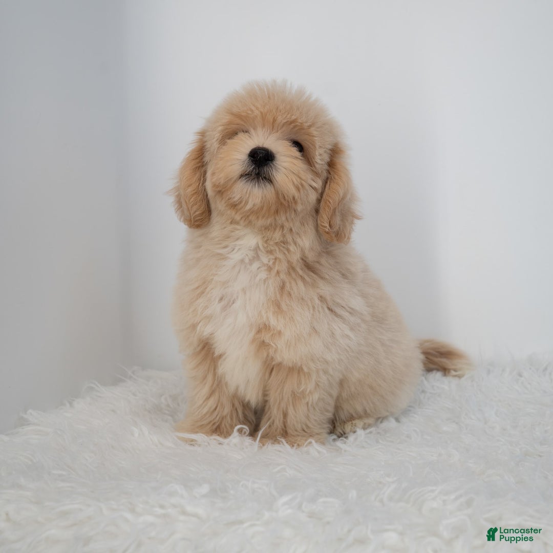 Maltipoo dogs for sale: Agustin - Image 13