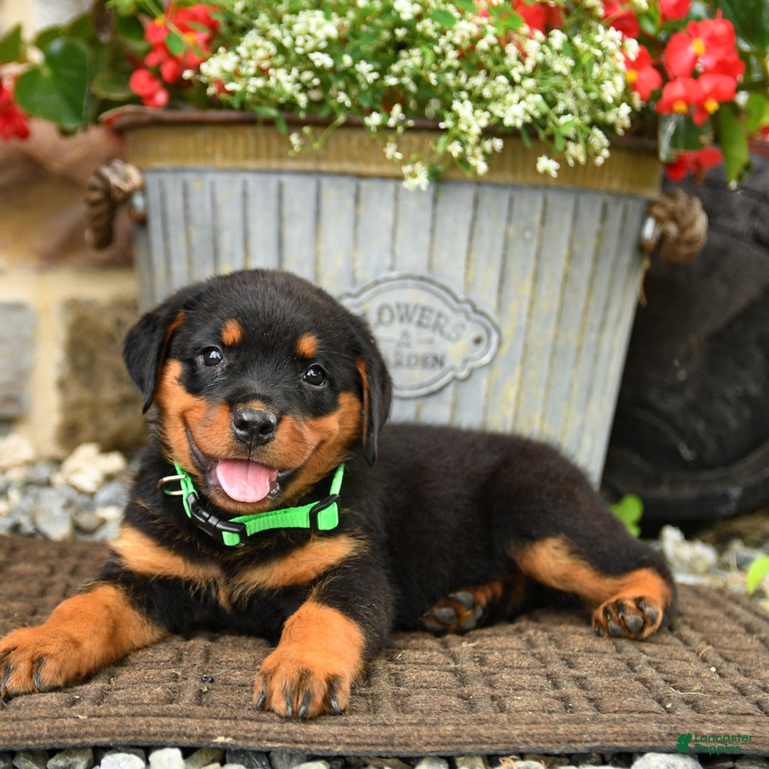 Rottweiler dogs for sale: Rottweiler 8 puppies - Image 8