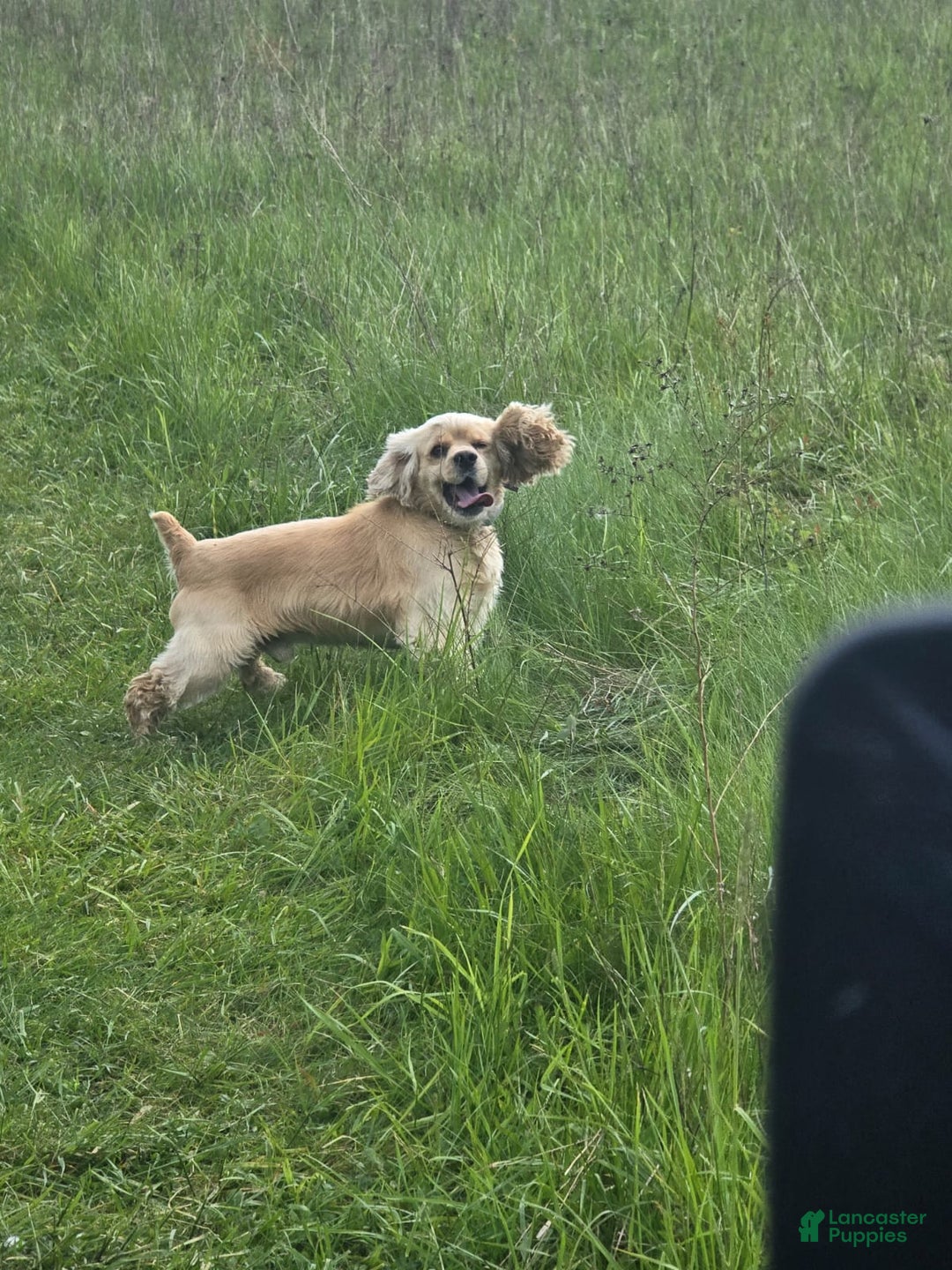 Cocker Spaniel dogs for sale: Milo - Image 10