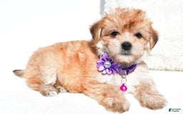 Morkie dogs for sale: Jane Teacup - Image 1