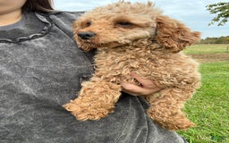 Cavapoo dogs for sale: Candy - Image 2